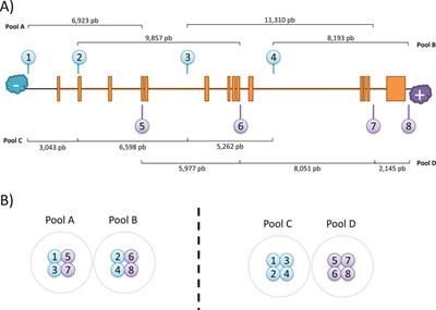 Cas9-targeted-based long-read sequencing for genetic screening of RPE65 locus